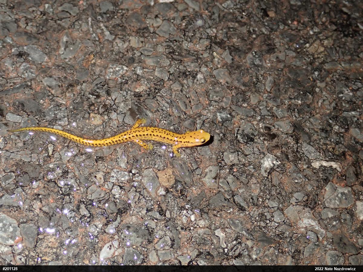 Eastern Long-tailed Salamander