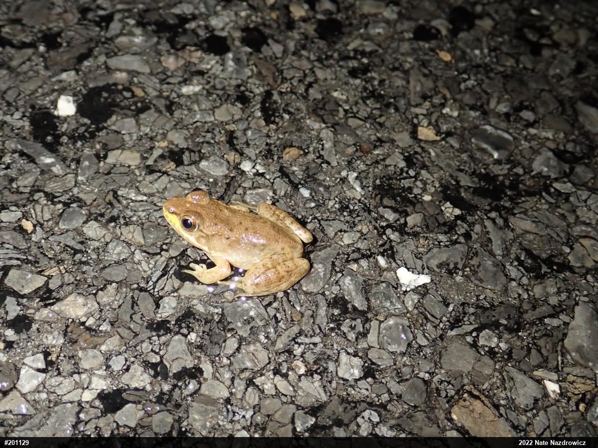 Green Frog