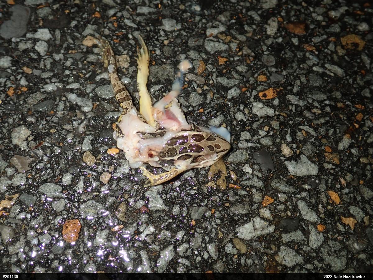 Pickerel Frog