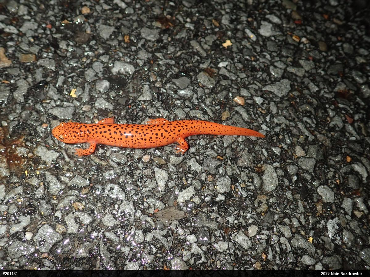 Northern Red Salamander