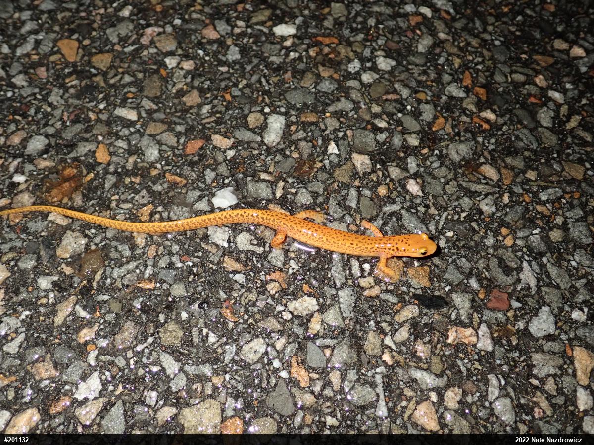 Eastern Long-tailed Salamander