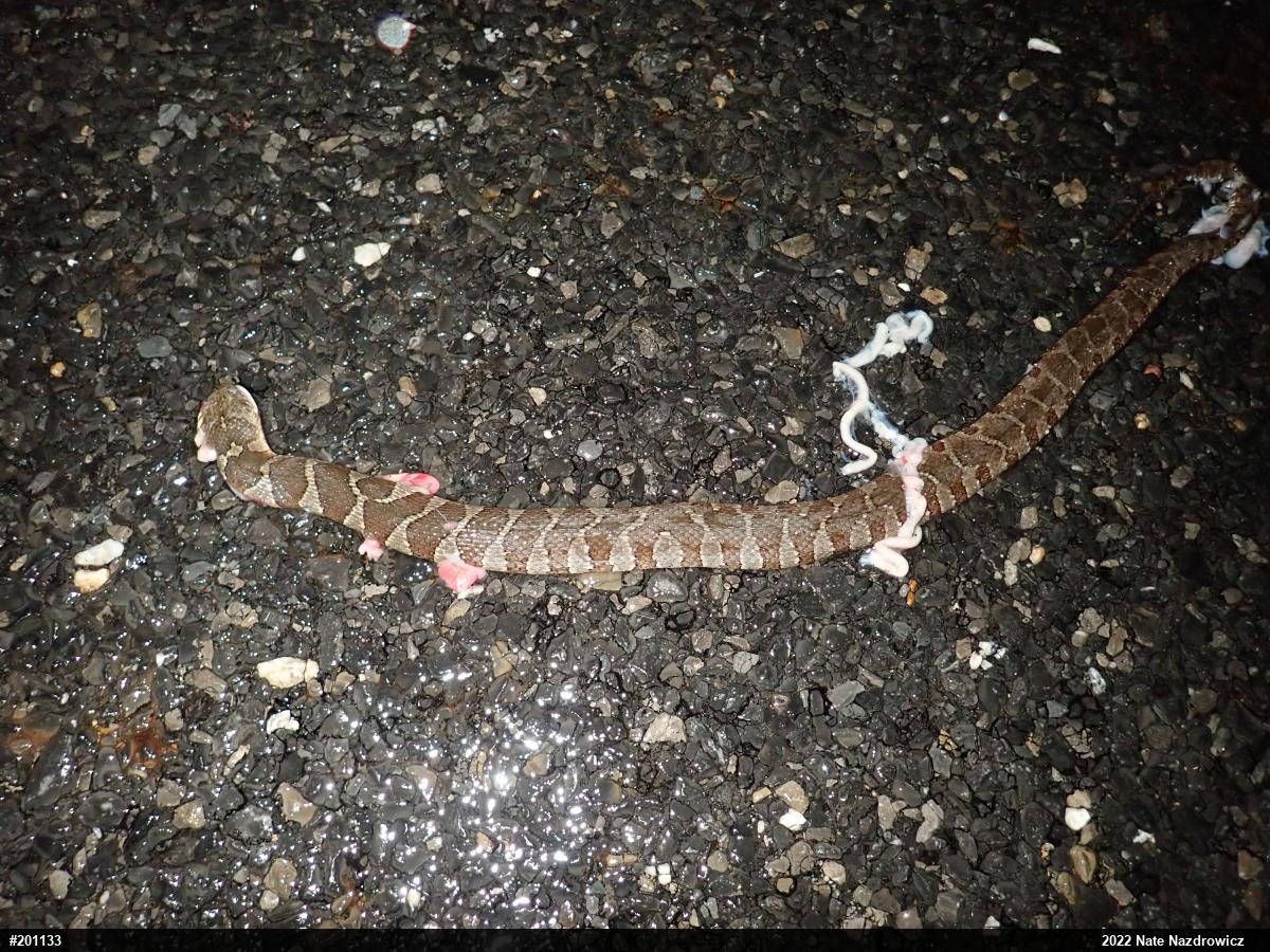 Northern Watersnake