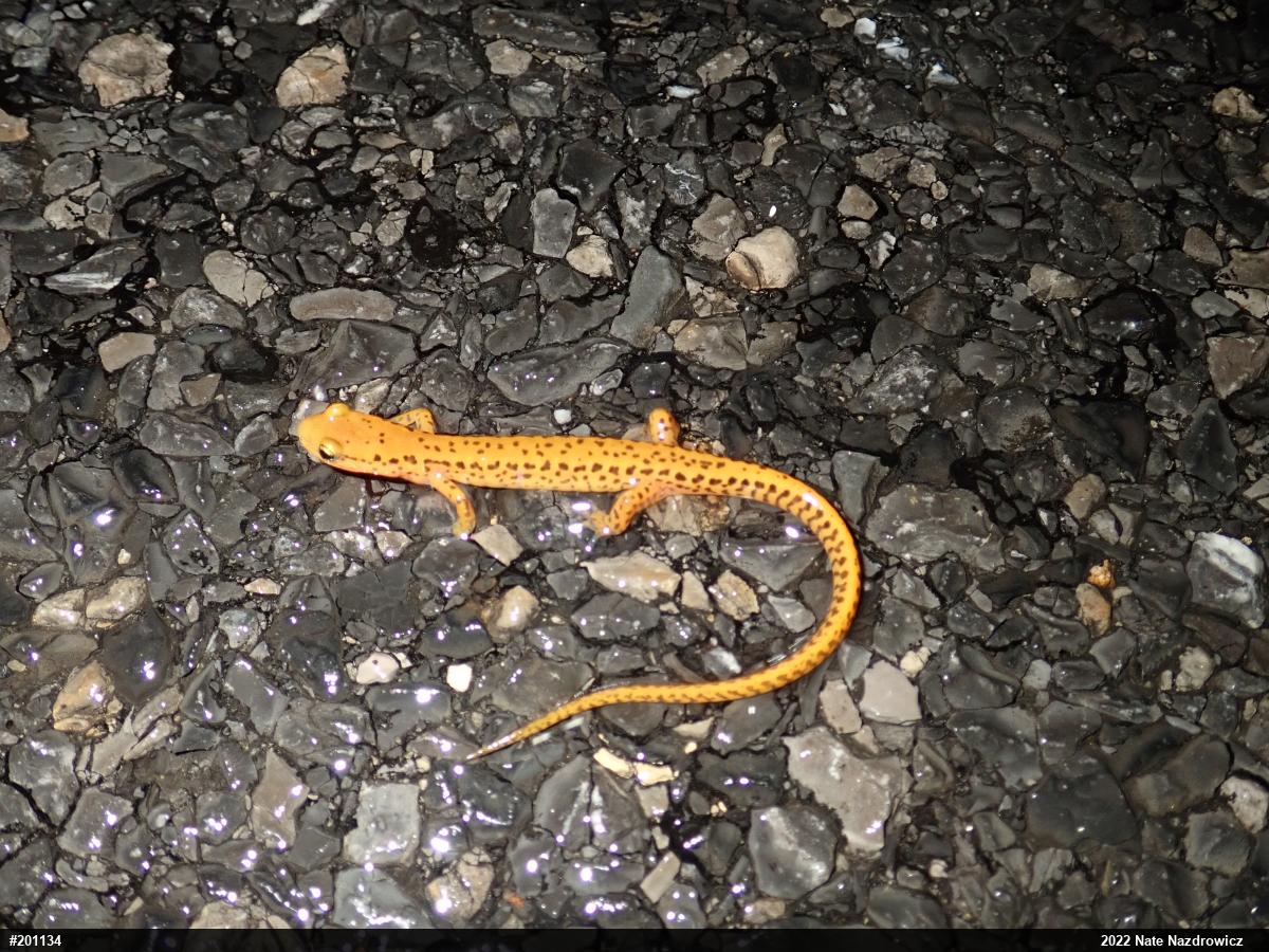 Eastern Long-tailed Salamander