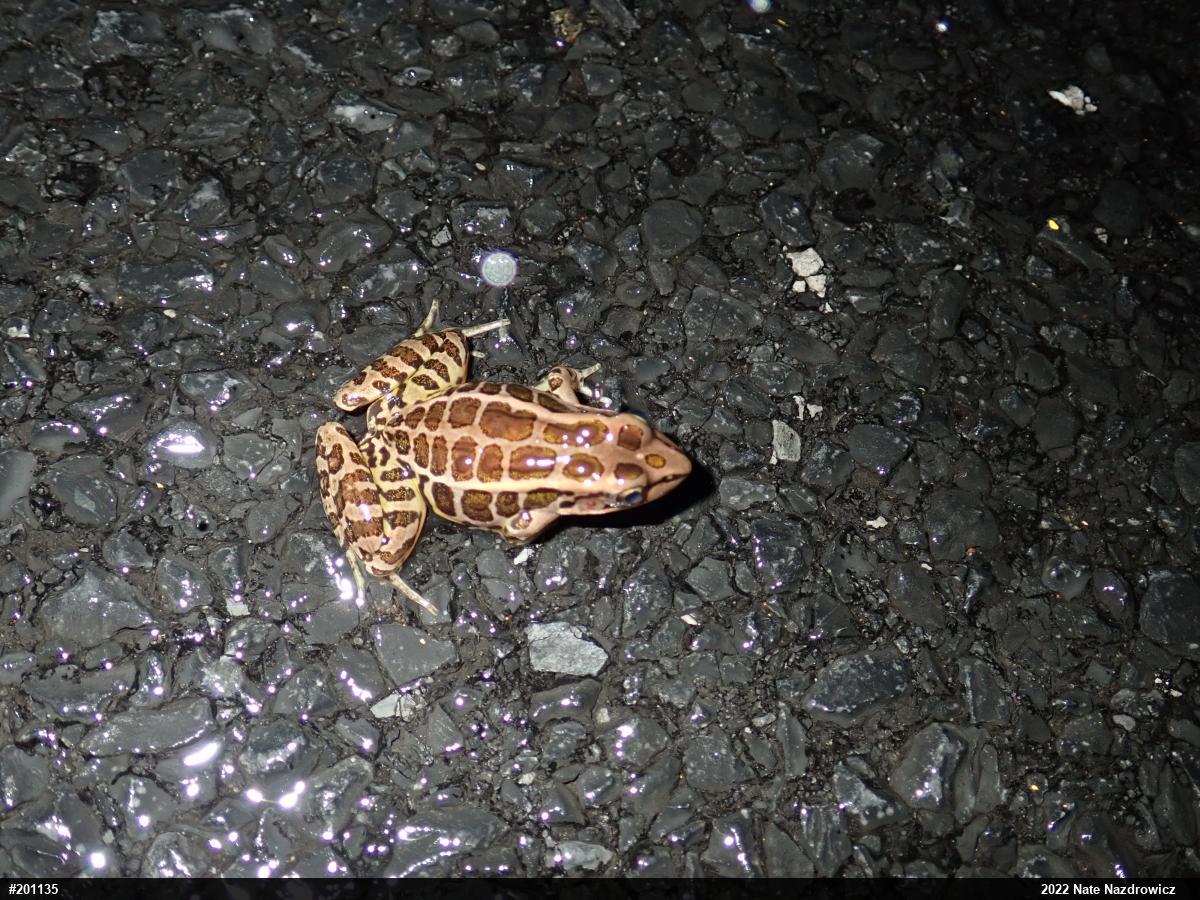 Pickerel Frog