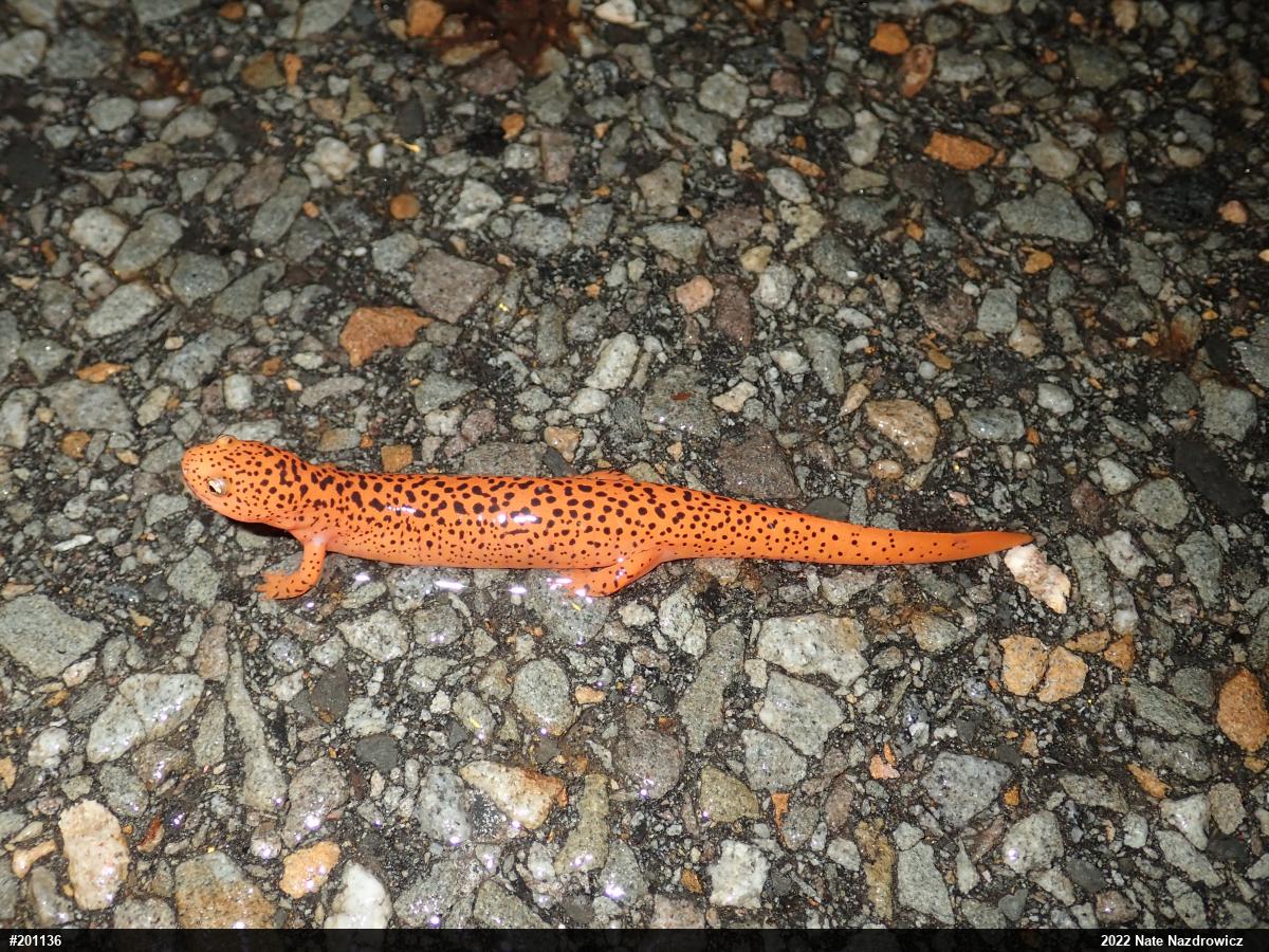 Northern Red Salamander