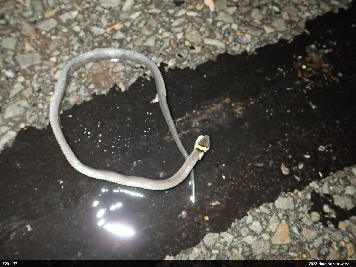 Northern Ring-necked Snake