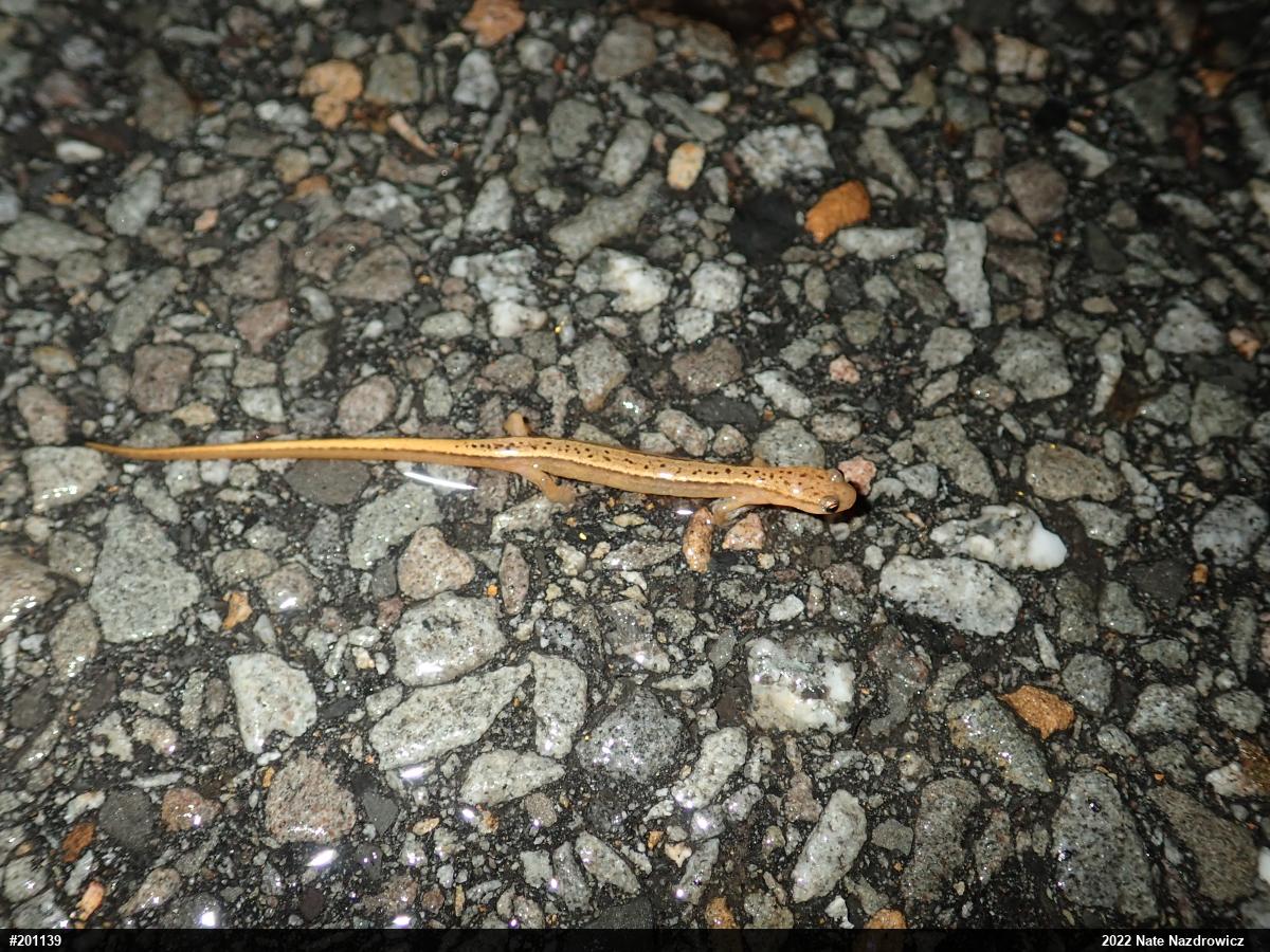 Northern Two-lined Salamander
