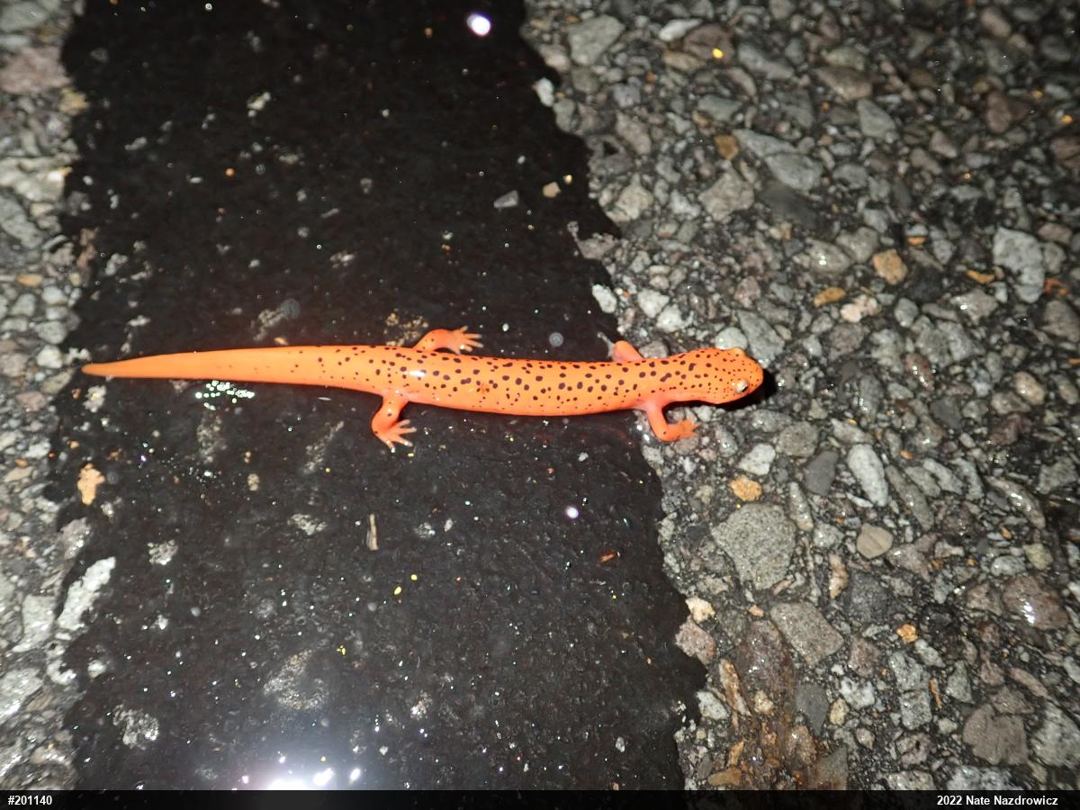 Northern Red Salamander