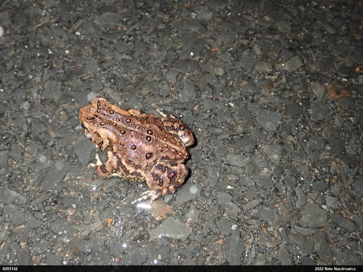 Eastern American Toad
