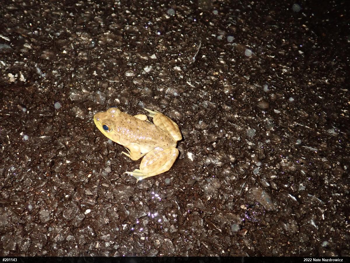 American Bullfrog