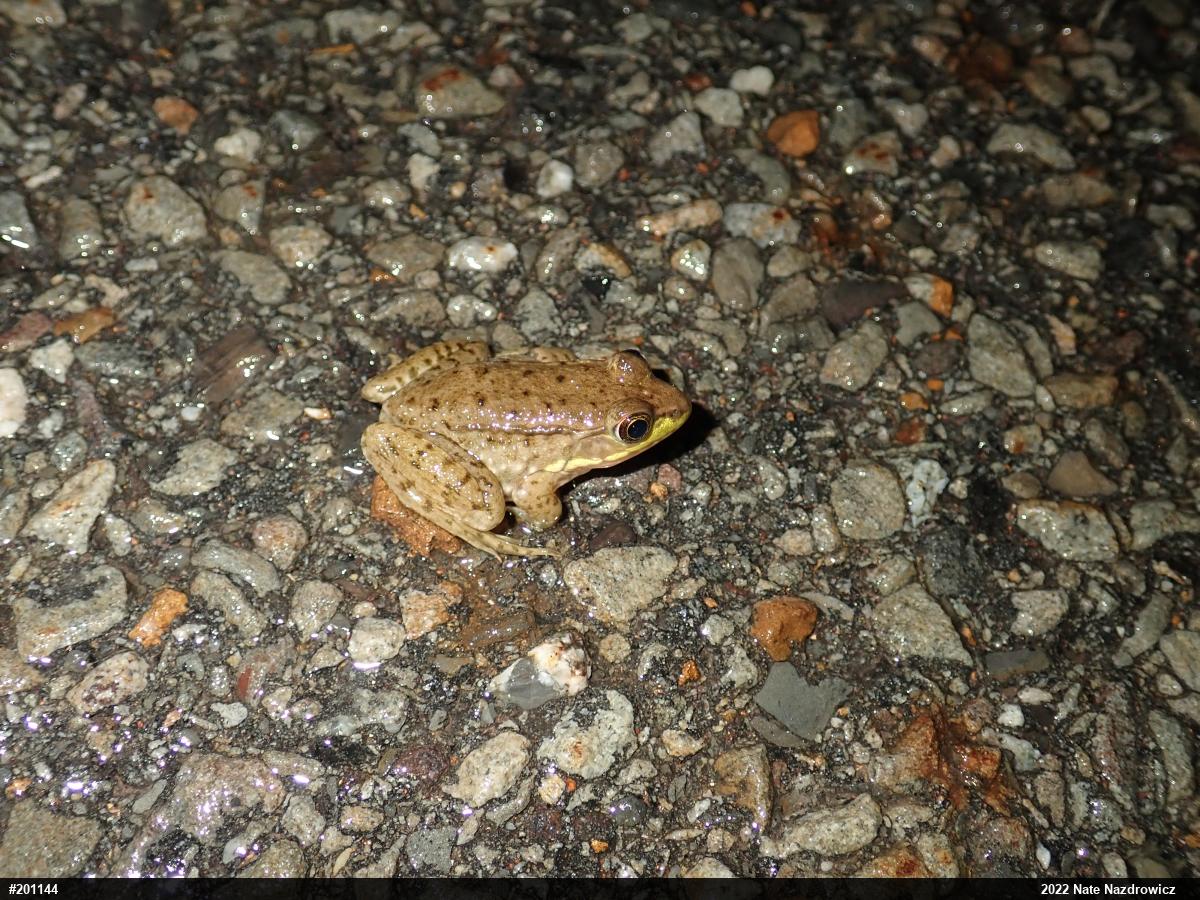 Green Frog