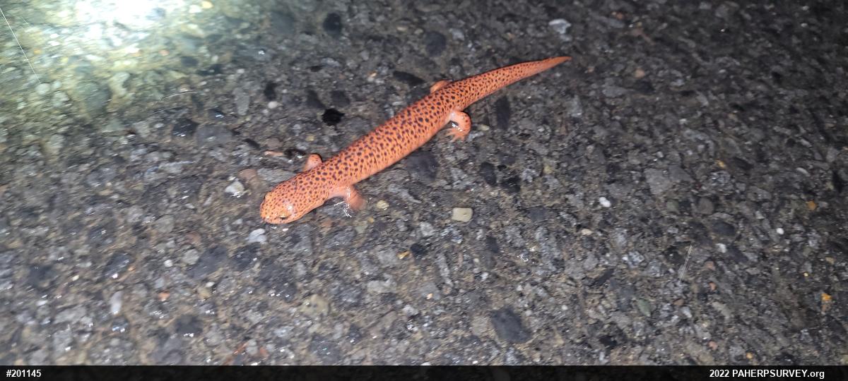 Northern Red Salamander