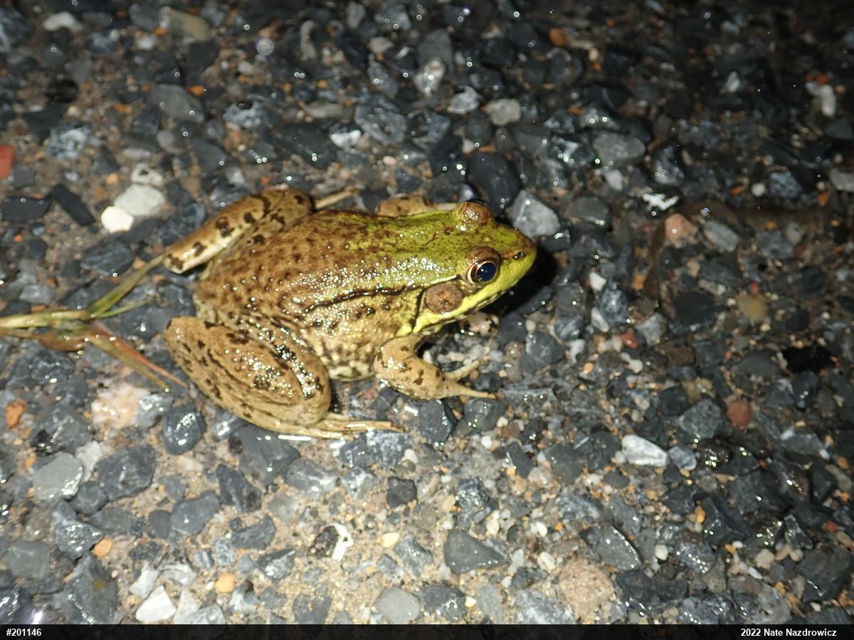 Green Frog