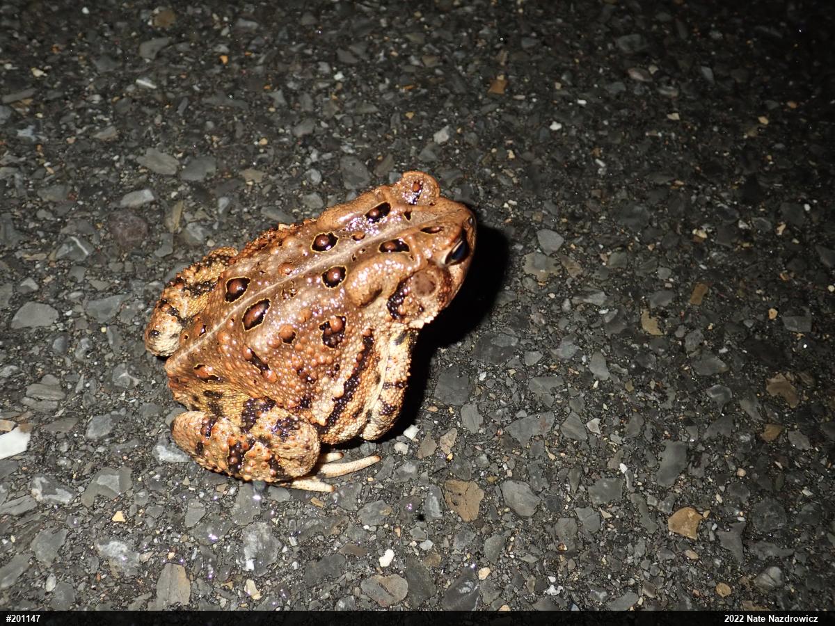 Eastern American Toad