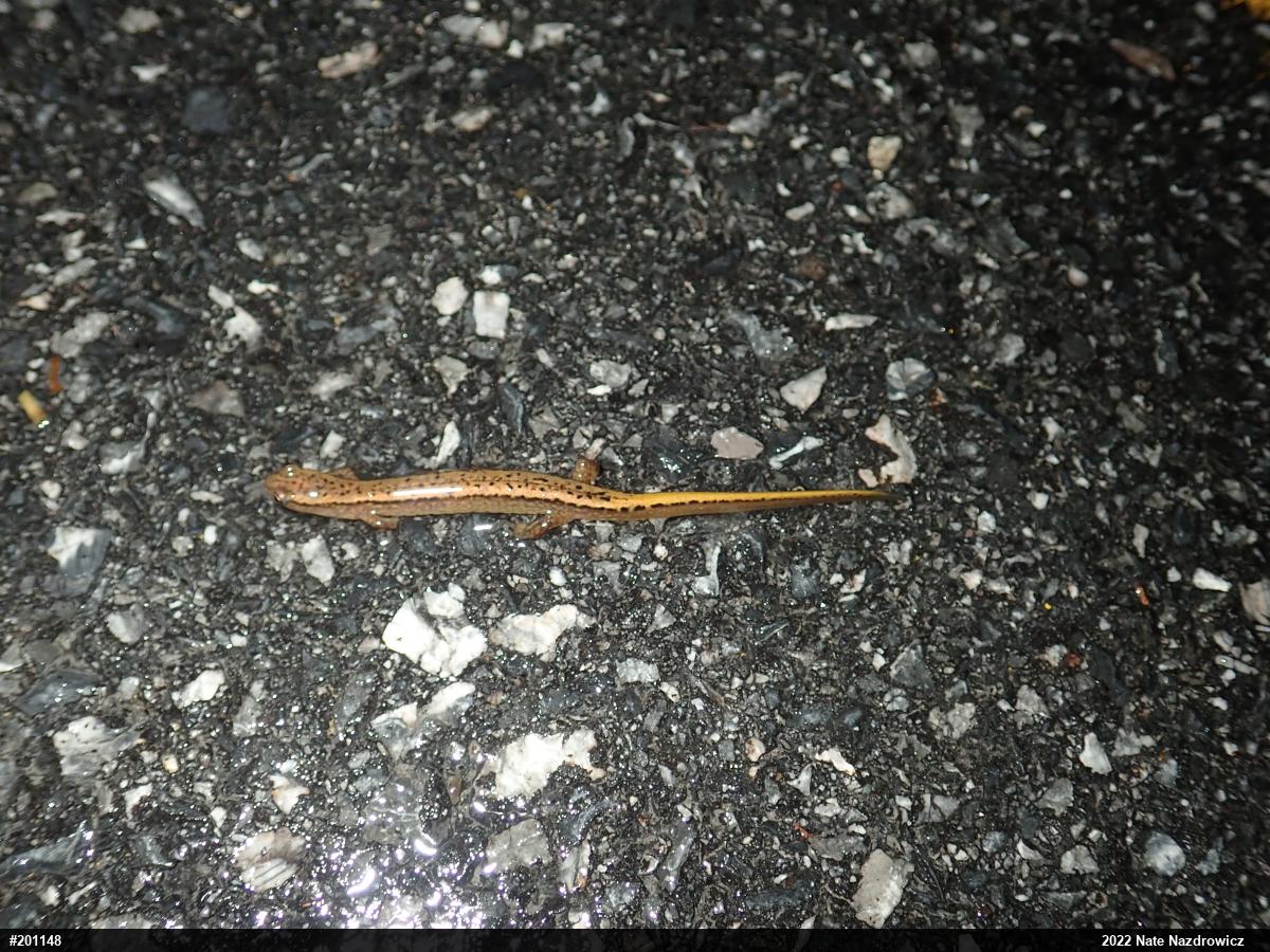 Northern Two-lined Salamander
