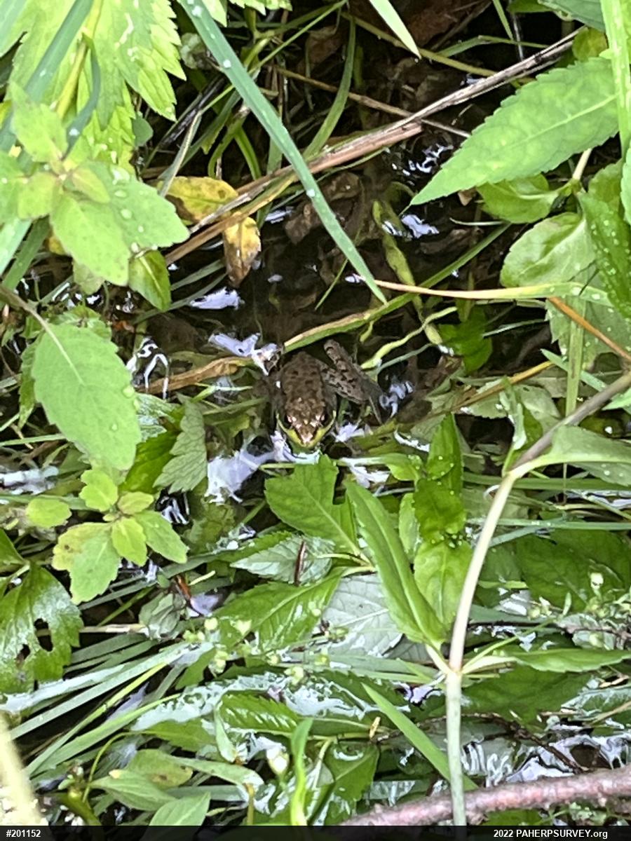 Green Frog