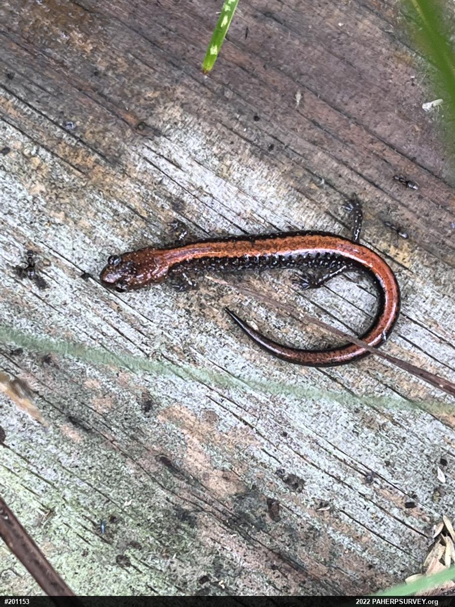 Eastern Red-backed  Salamander