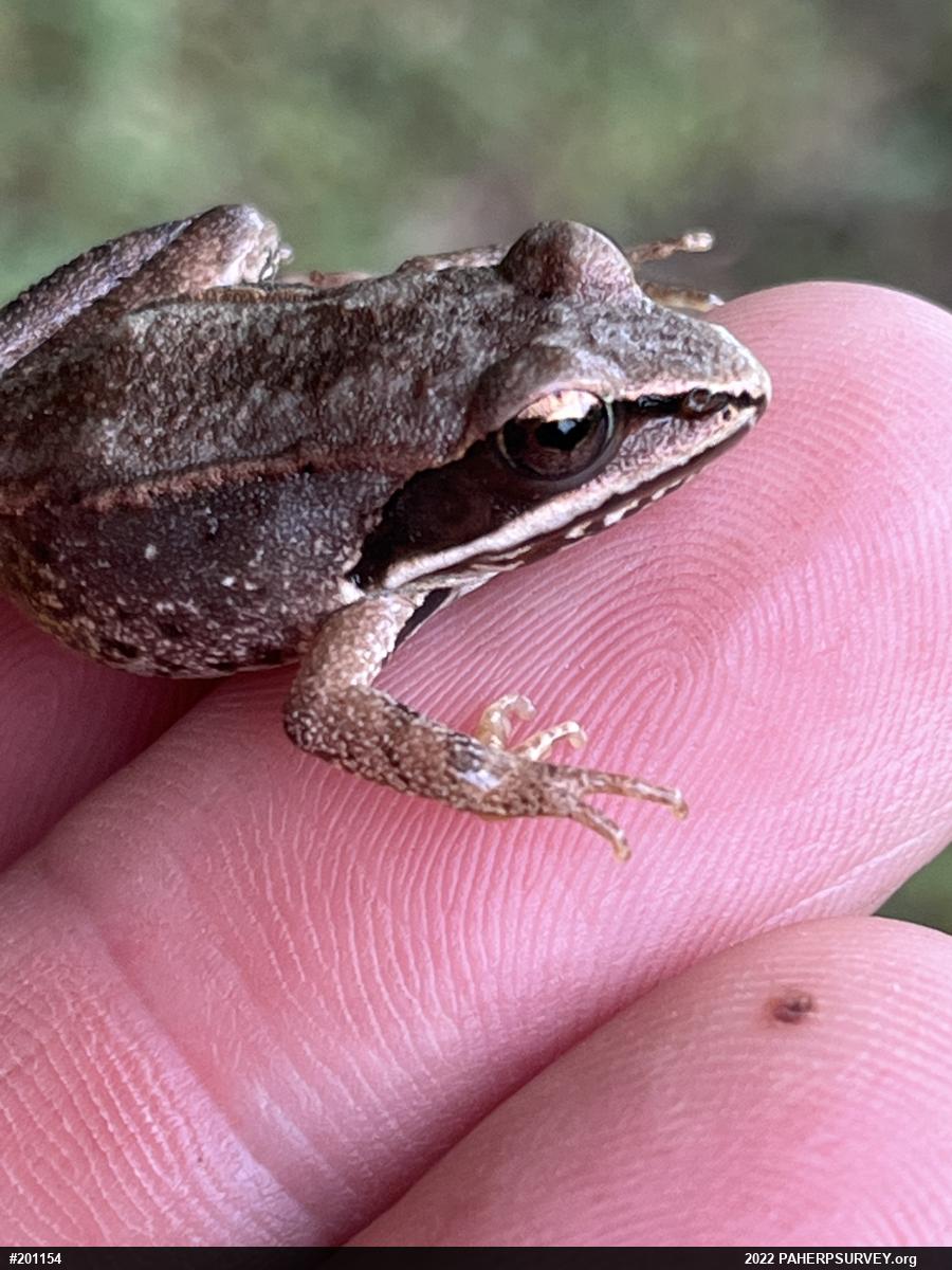 Wood Frog