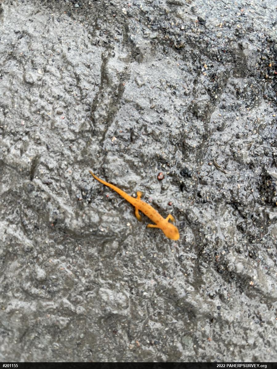 Red-spotted Newt
