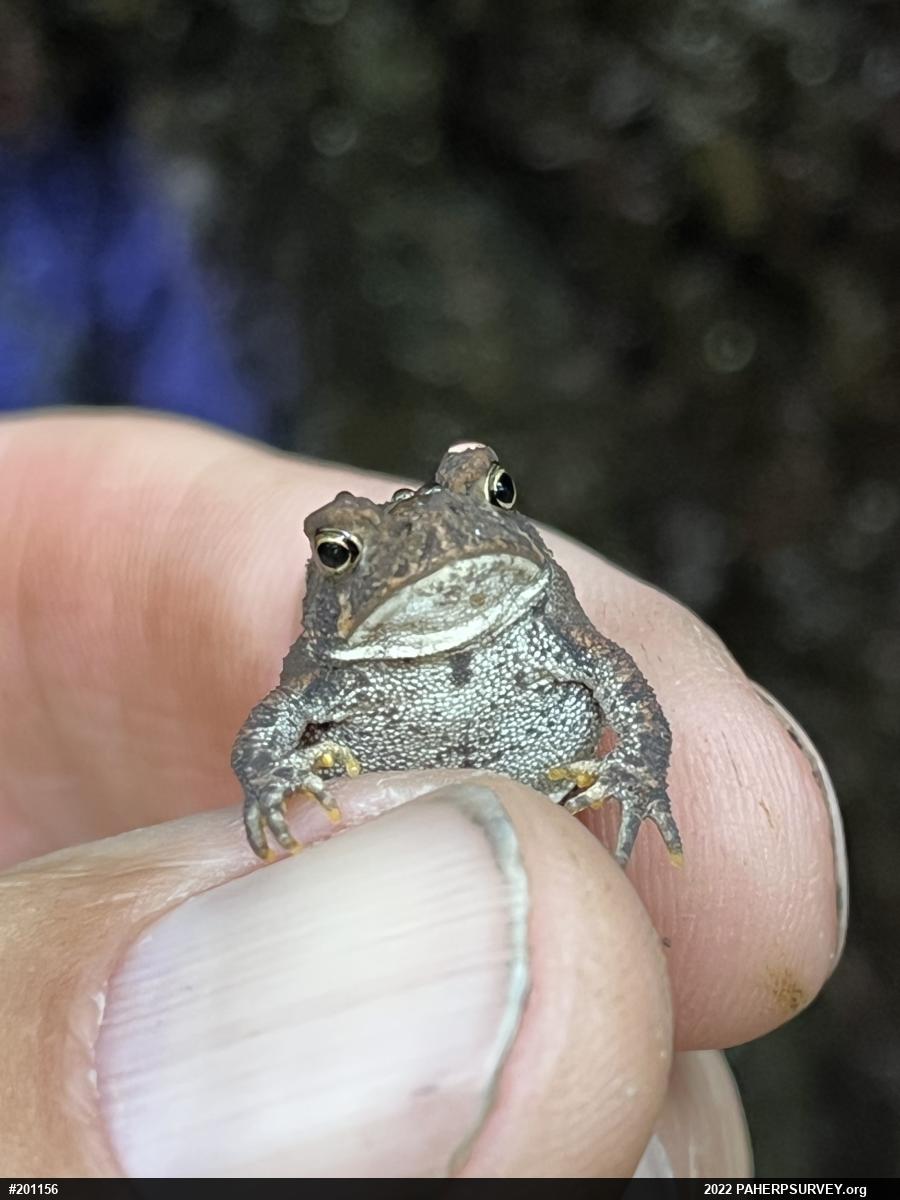 Eastern American Toad