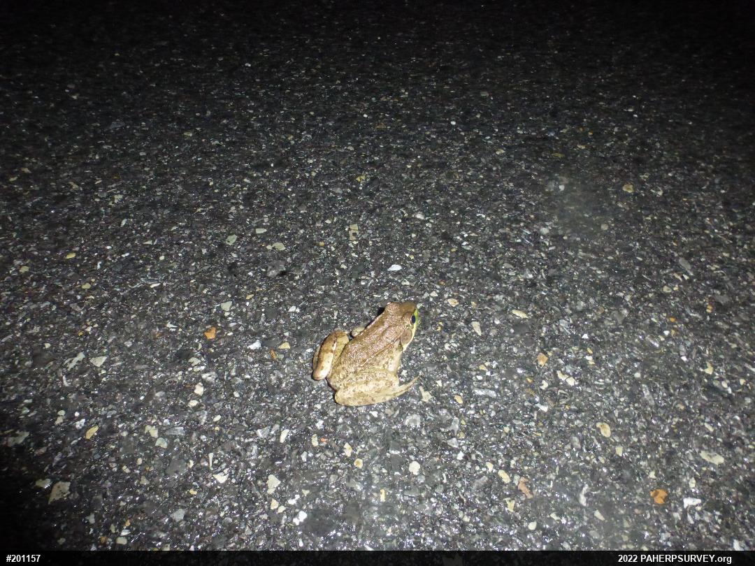 Green Frog