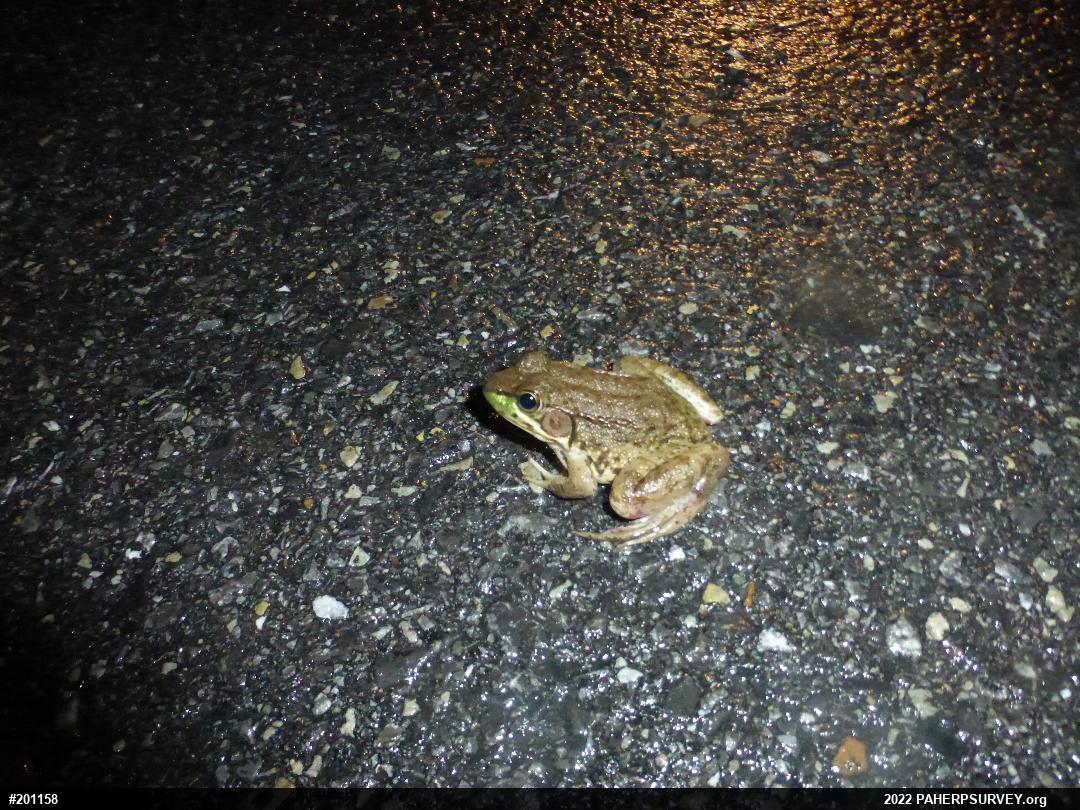 Green Frog