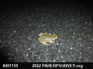 Green Frog