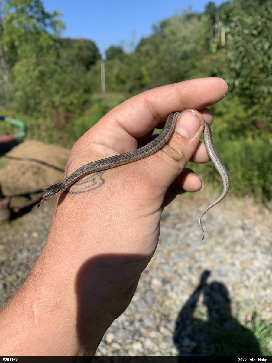 Eastern Gartersnake