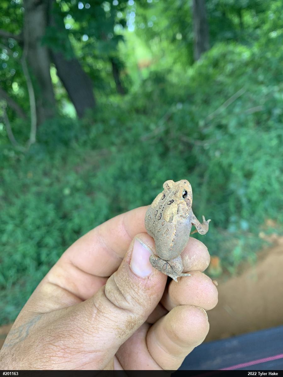 Eastern American Toad