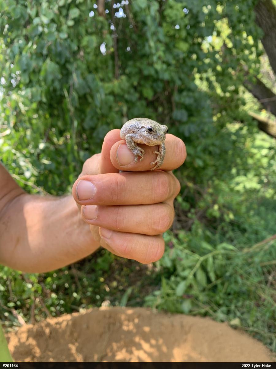 Unknown Gray Treefrog