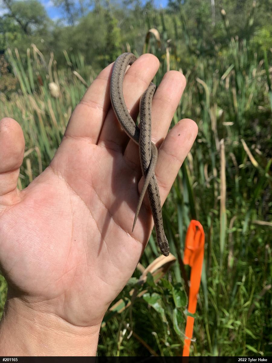 Dekay's Brownsnake