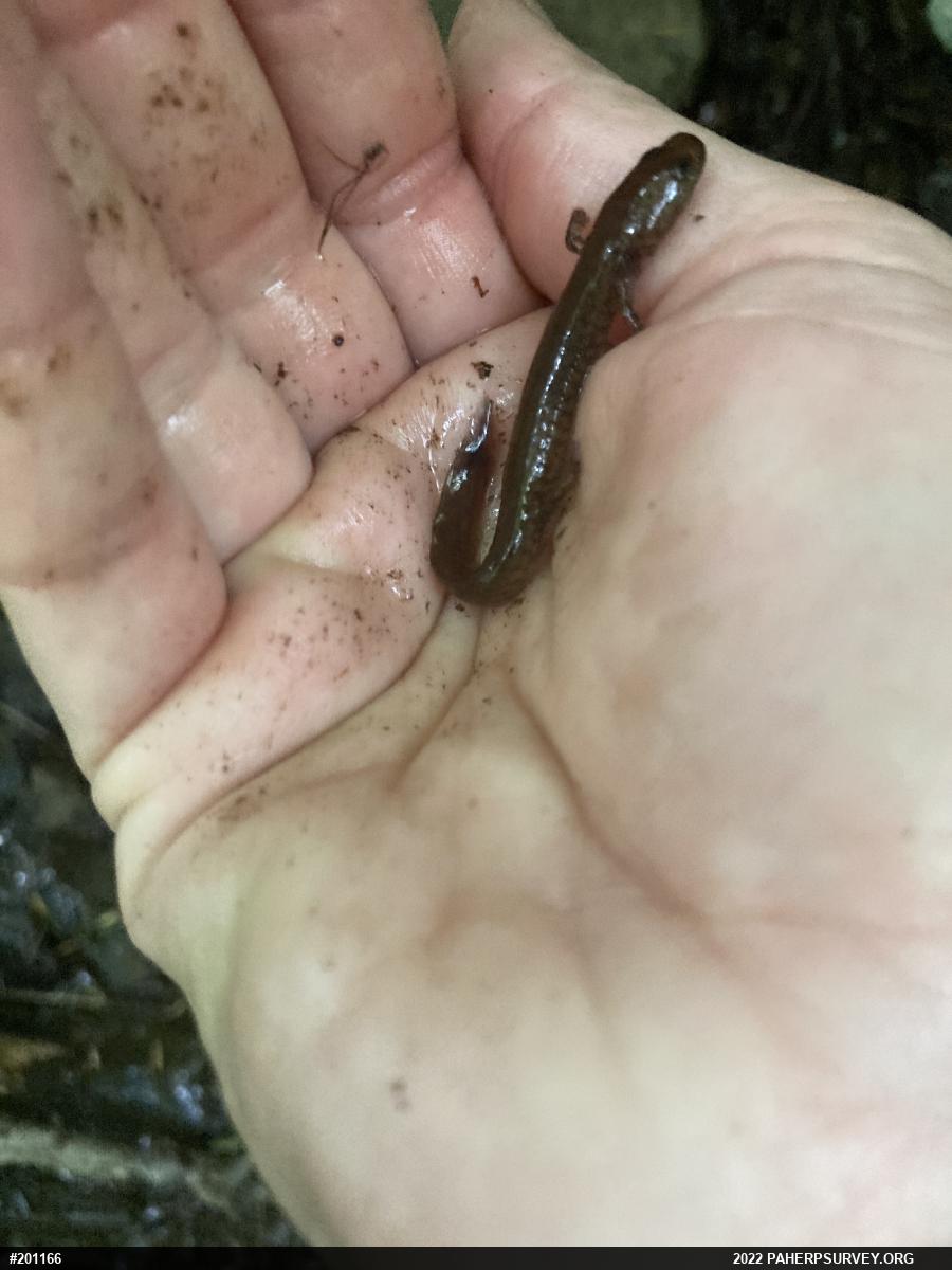 Northern Spring Salamander