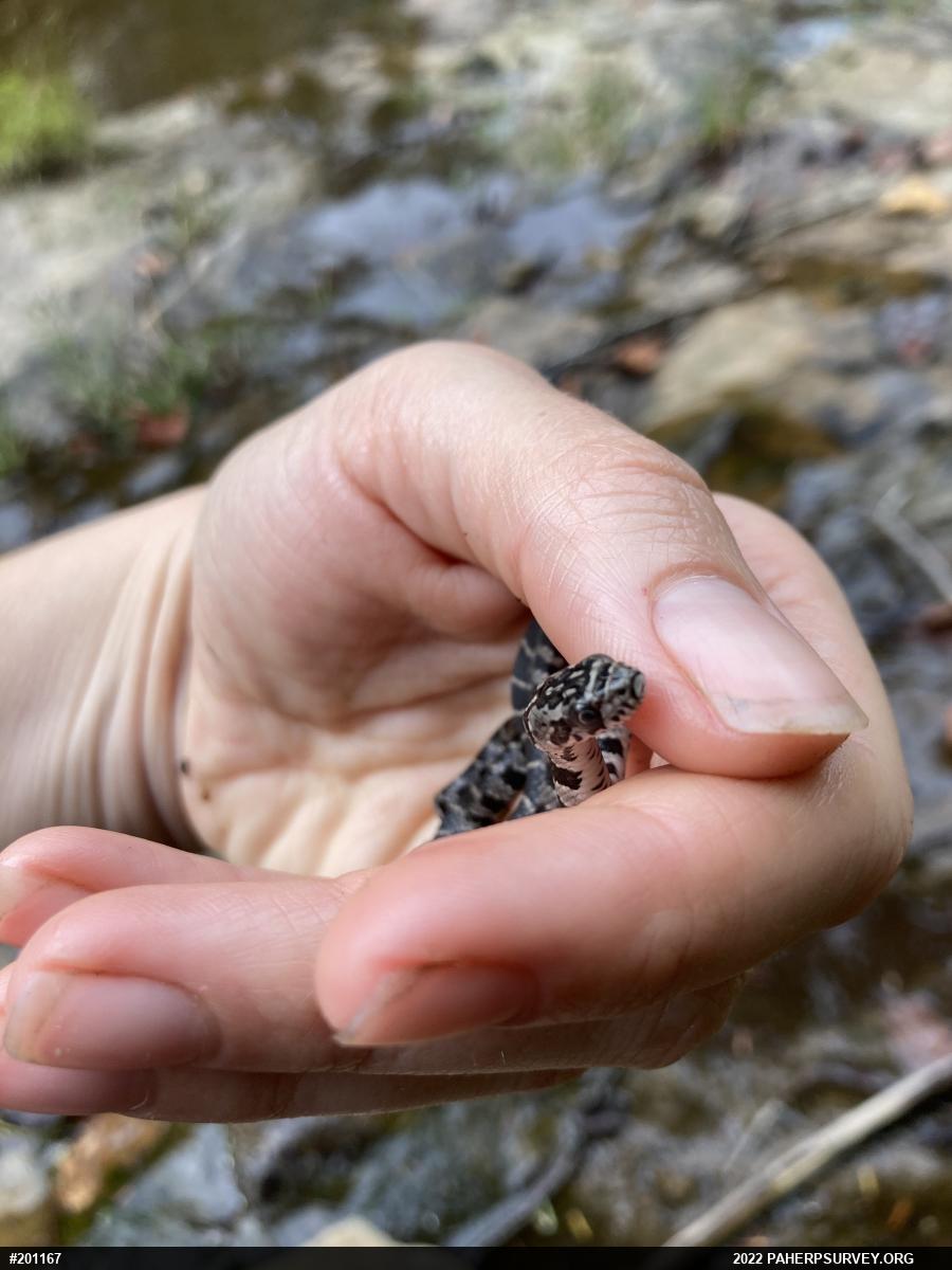 Northern Watersnake