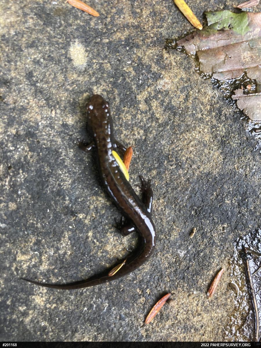Allegheny Mountain Dusky Salamander