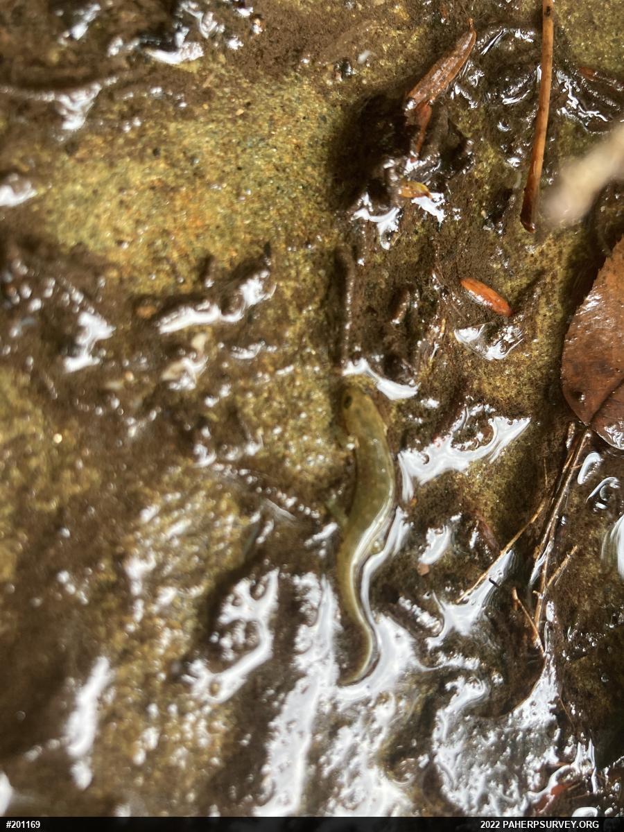 Northern Dusky Salamander
