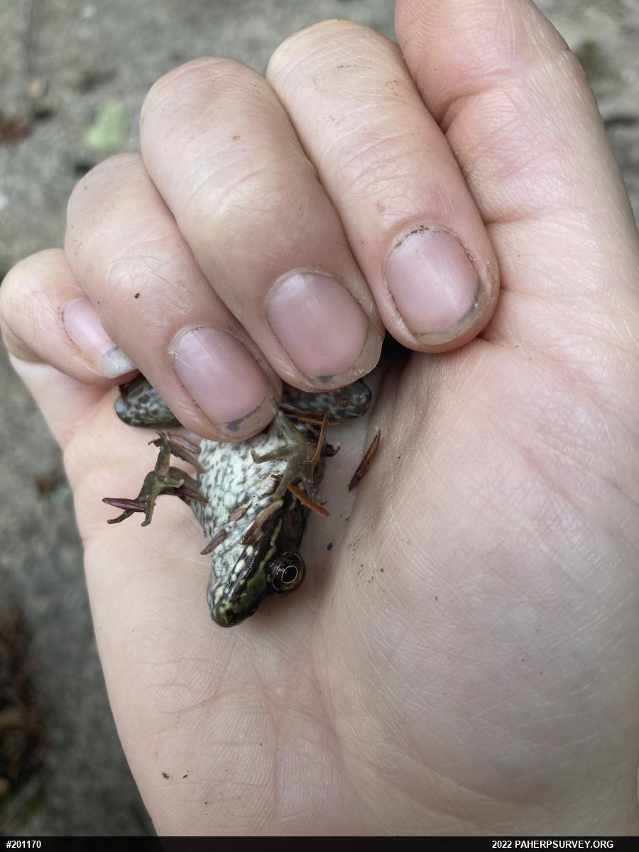 Green Frog