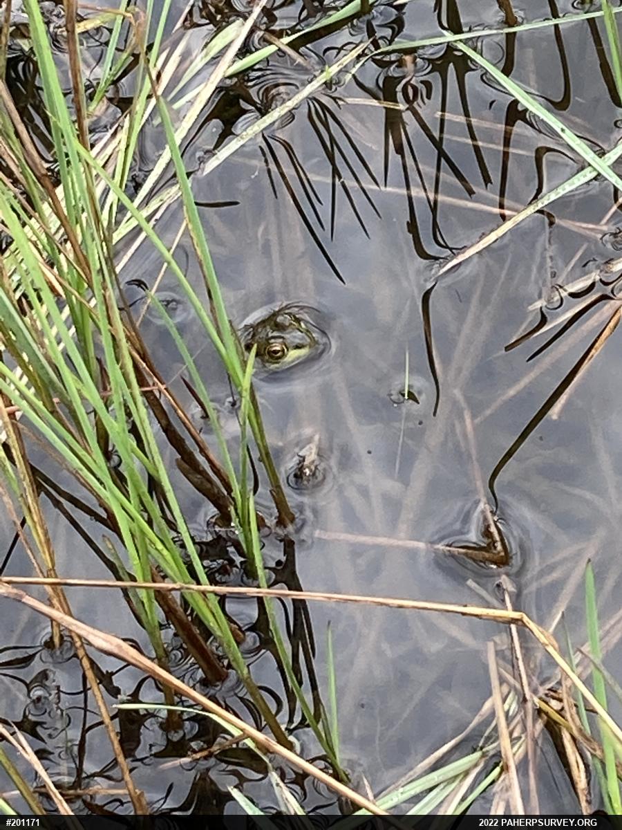 True Frogs