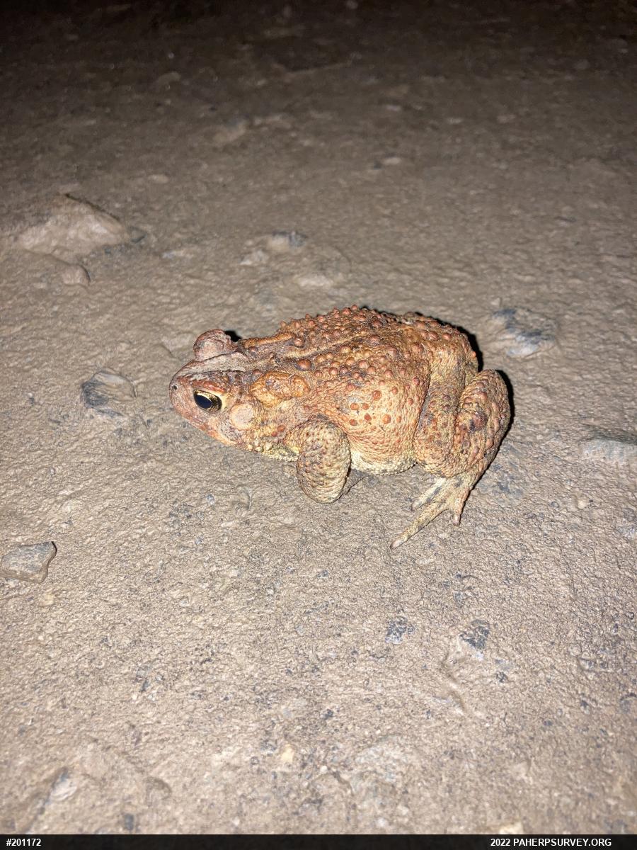 Eastern American Toad