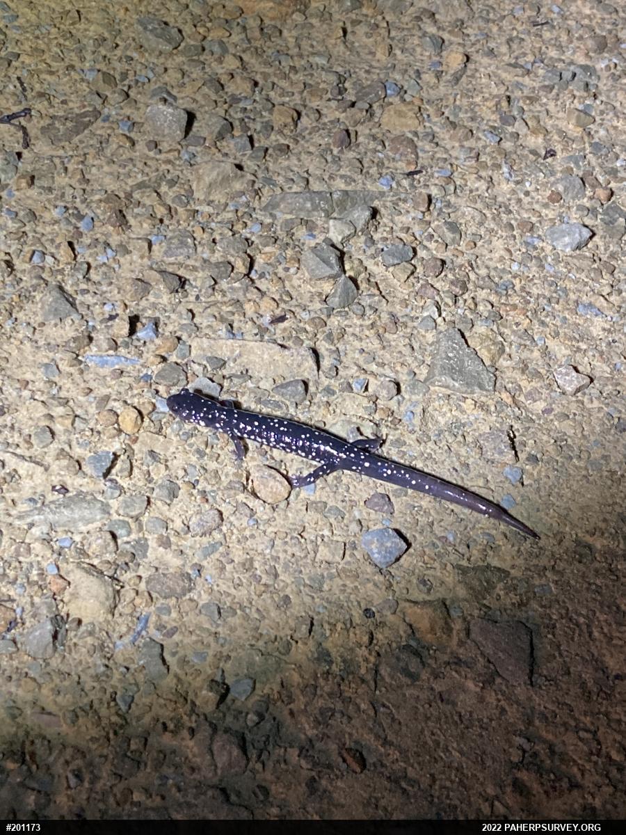 Northern Slimy Salamander