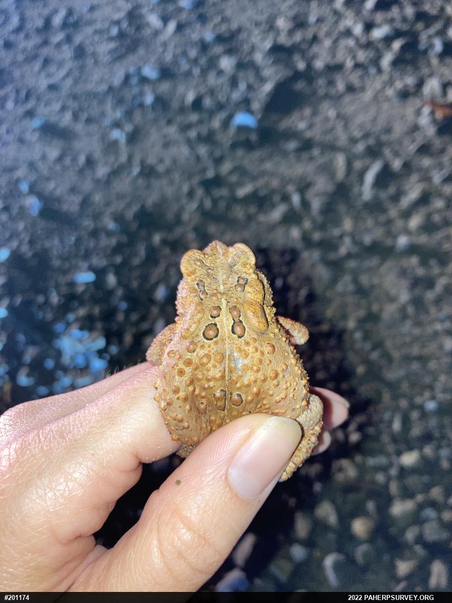 Eastern American Toad