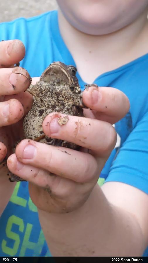 Eastern American Toad
