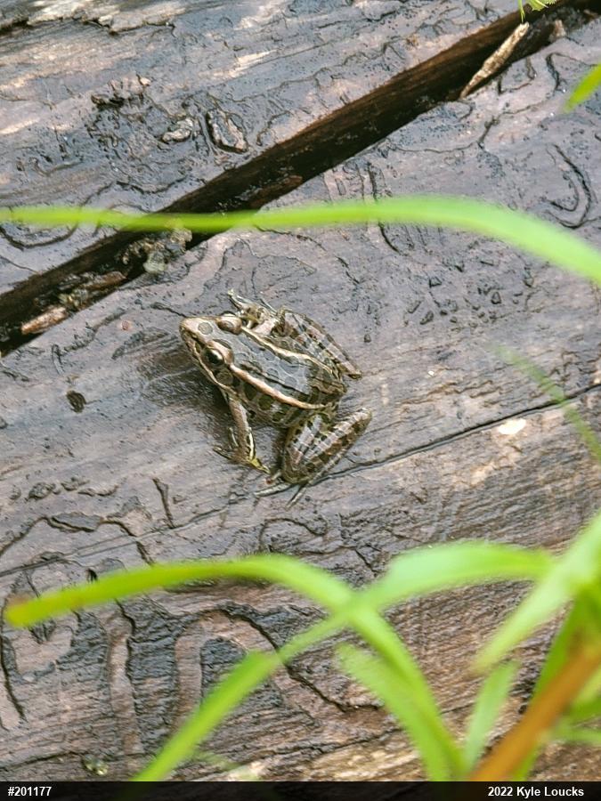 Pickerel Frog
