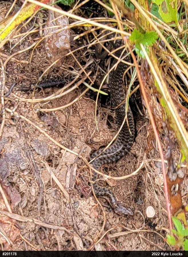 Eastern Gartersnake