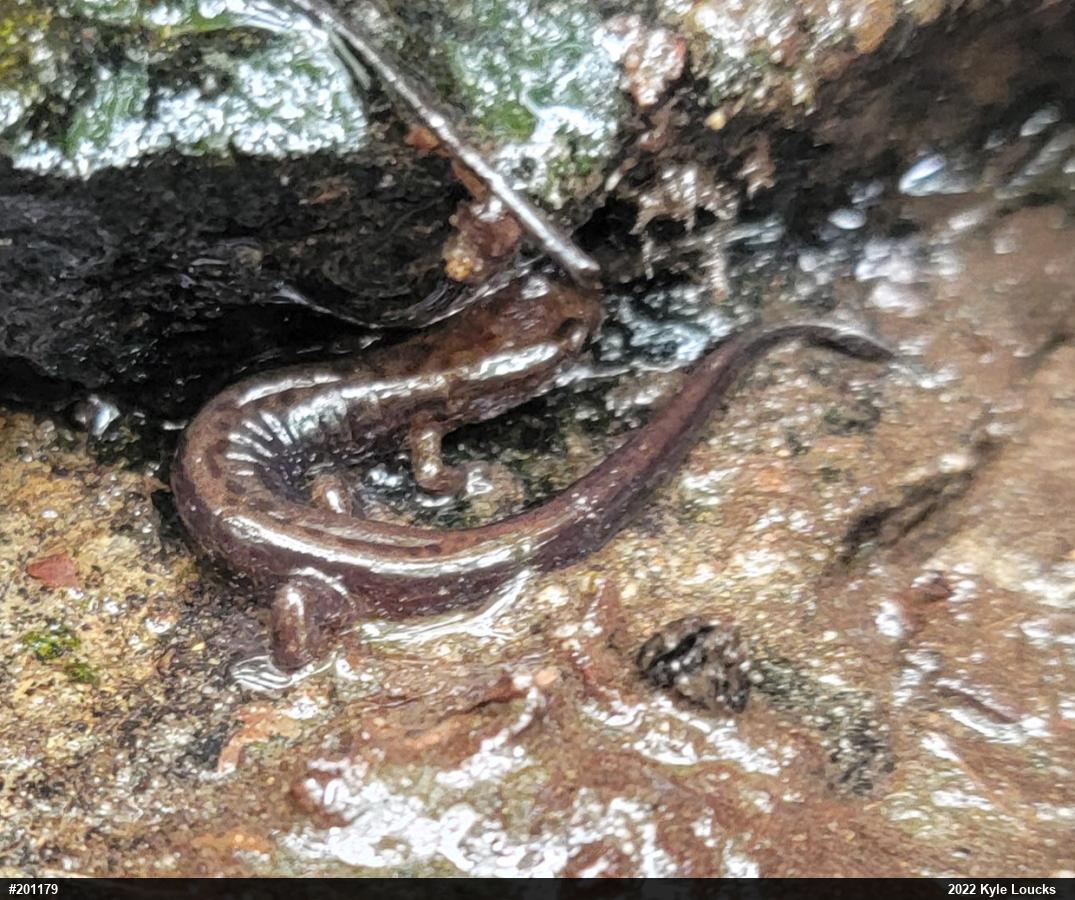 Allegheny Mountain Dusky Salamander