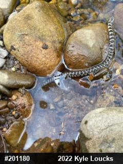 Northern Watersnake