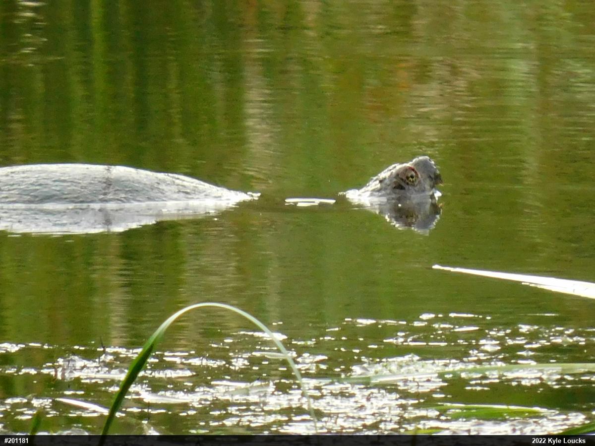 Snapping Turtle
