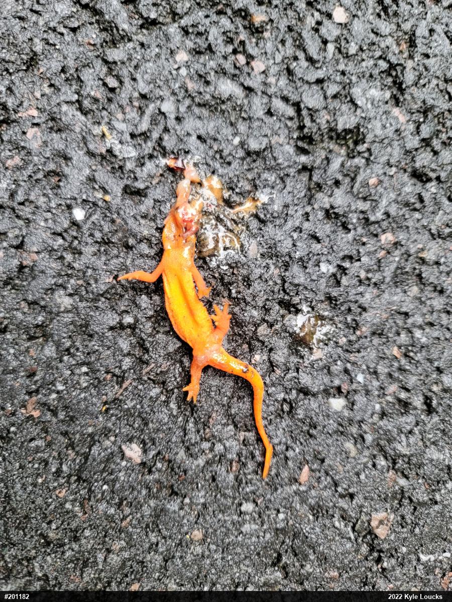 Red-spotted Newt