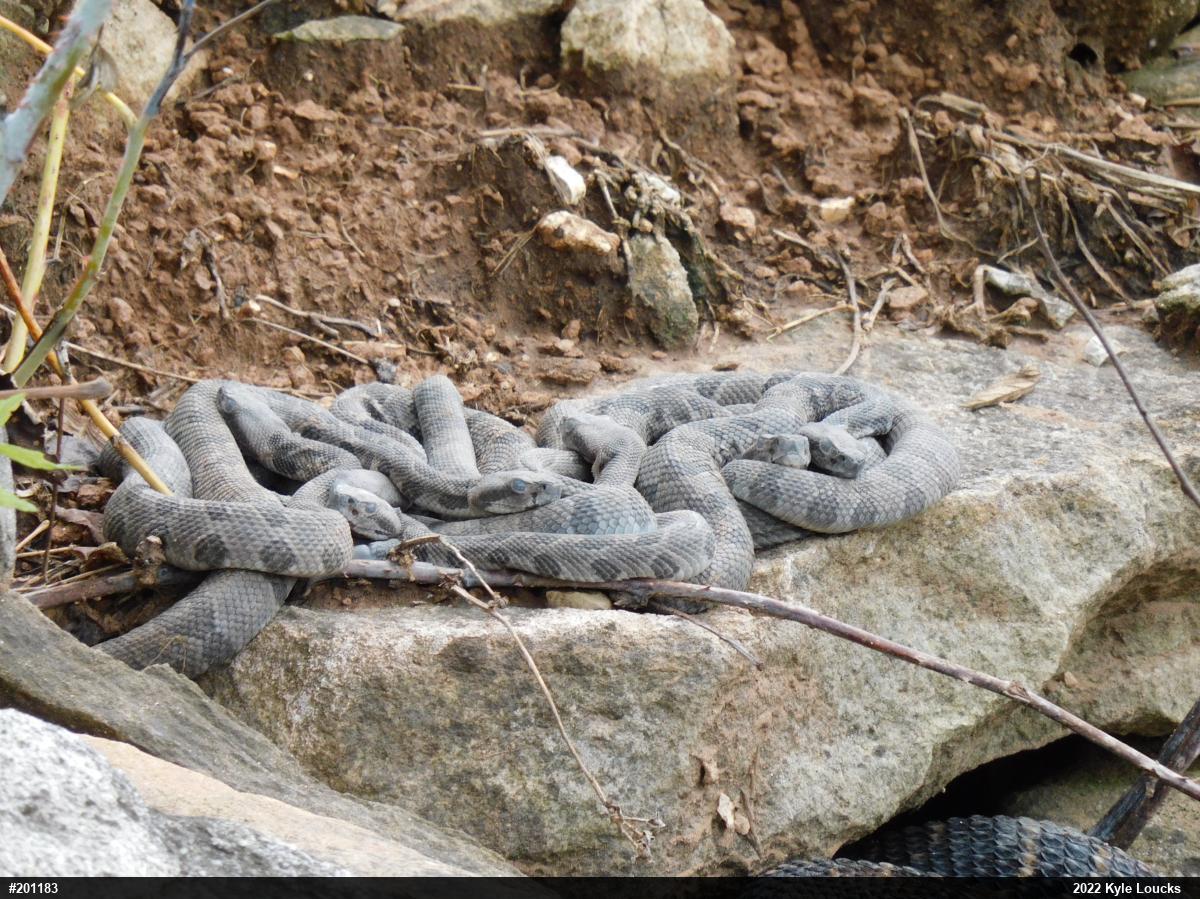 Timber Rattlesnake