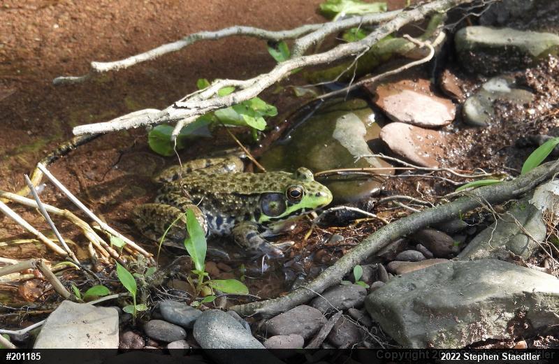 Green Frog