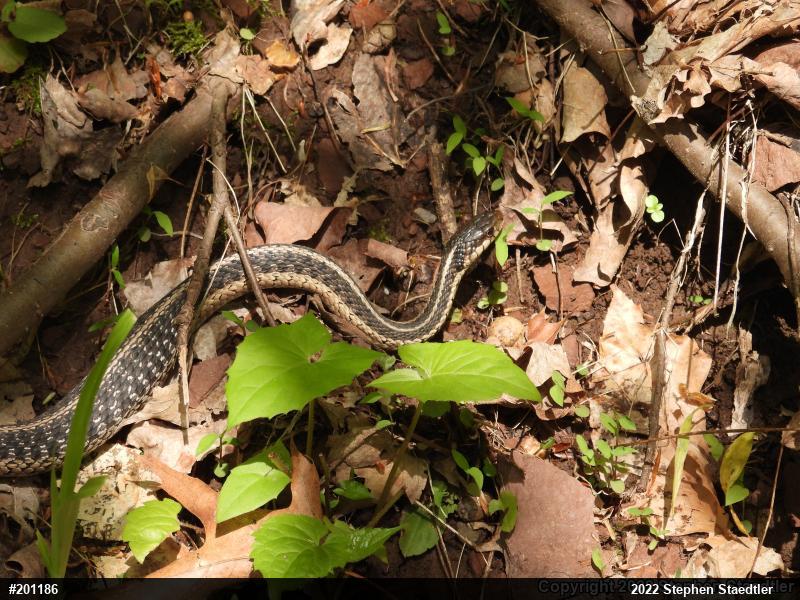 Eastern Gartersnake